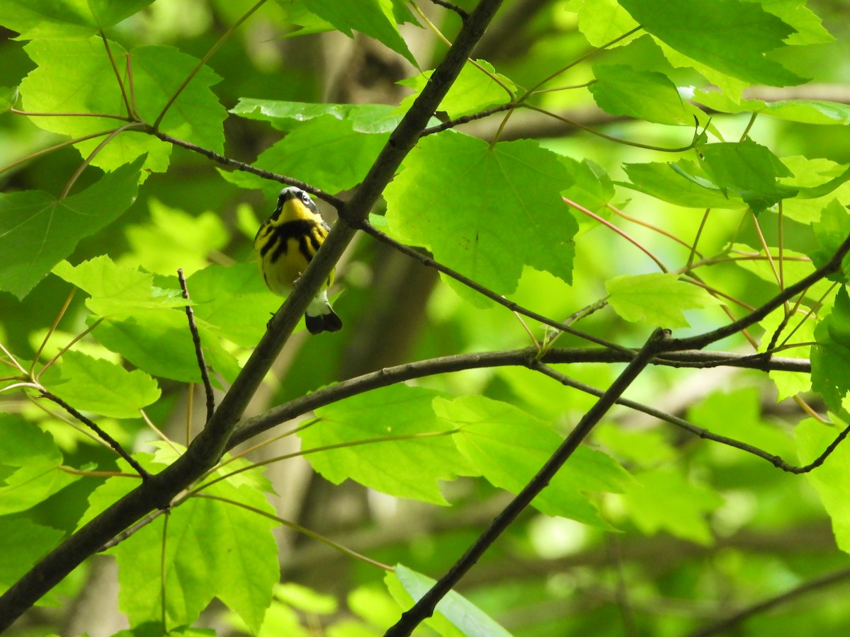 Magnolia Warbler - ML620271431