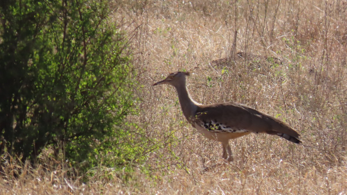 Kori Bustard - ML620271437