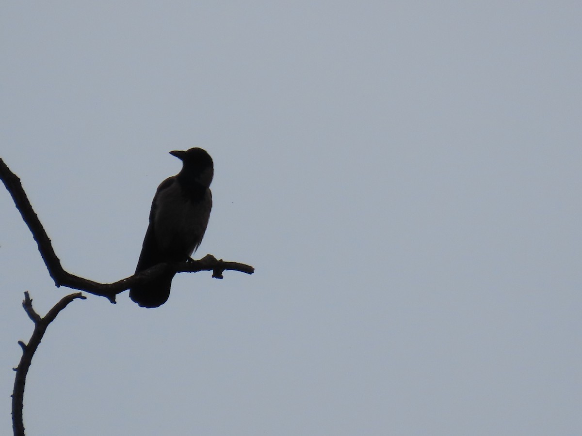 Hooded Crow - ML620271439