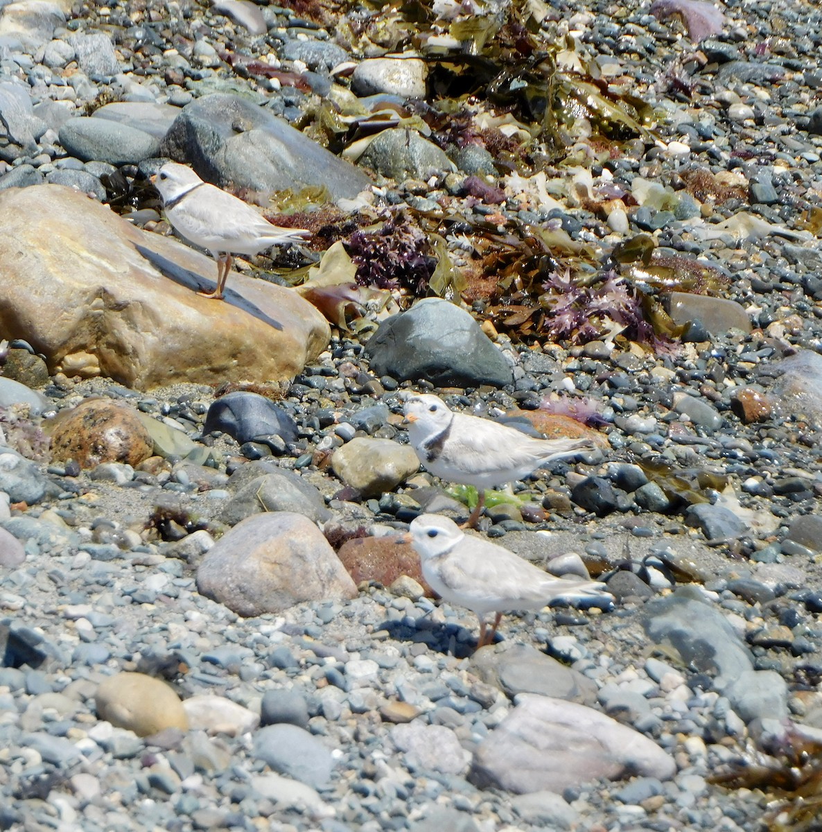 Piping Plover - ML620271443