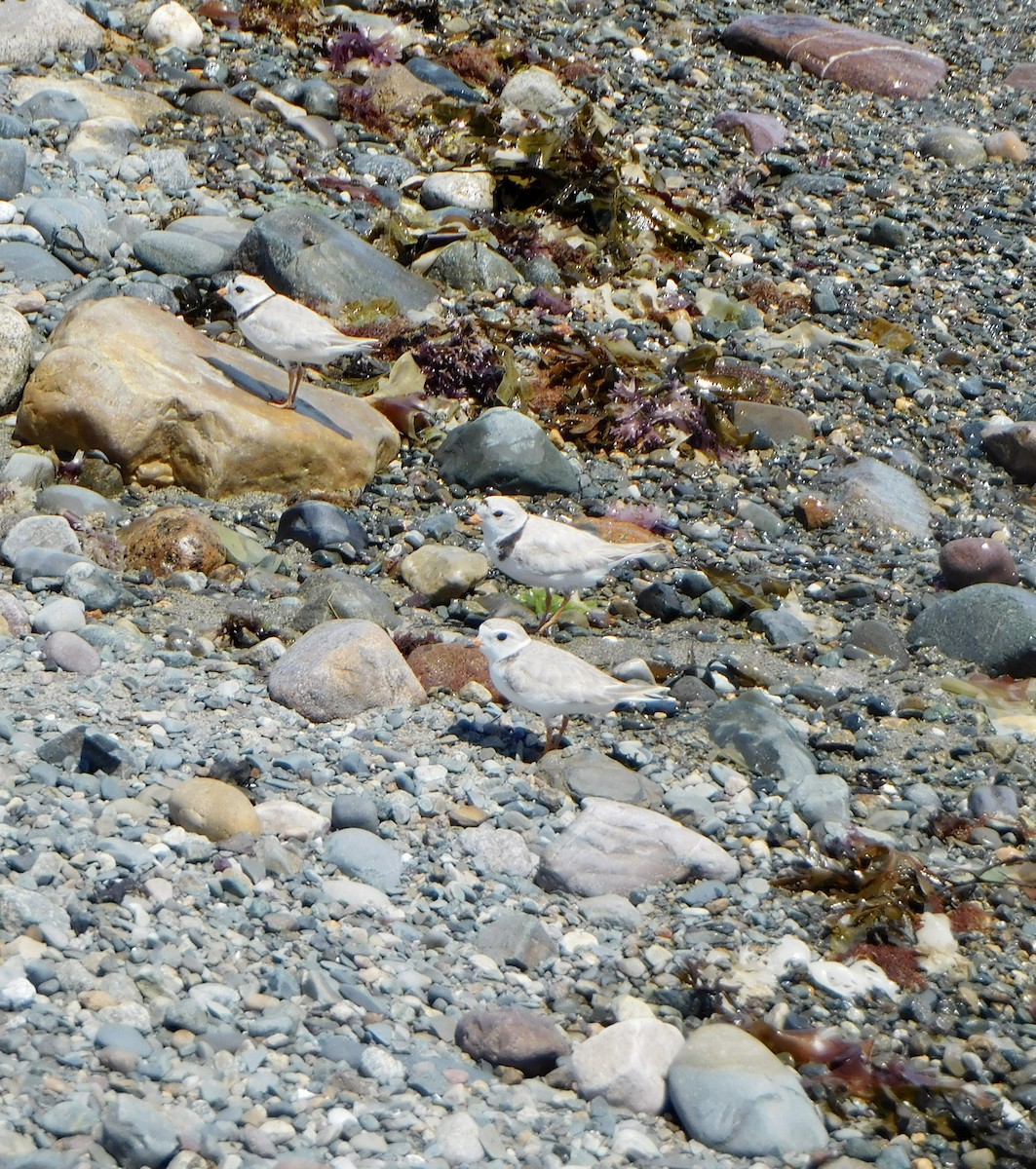 Piping Plover - ML620271444