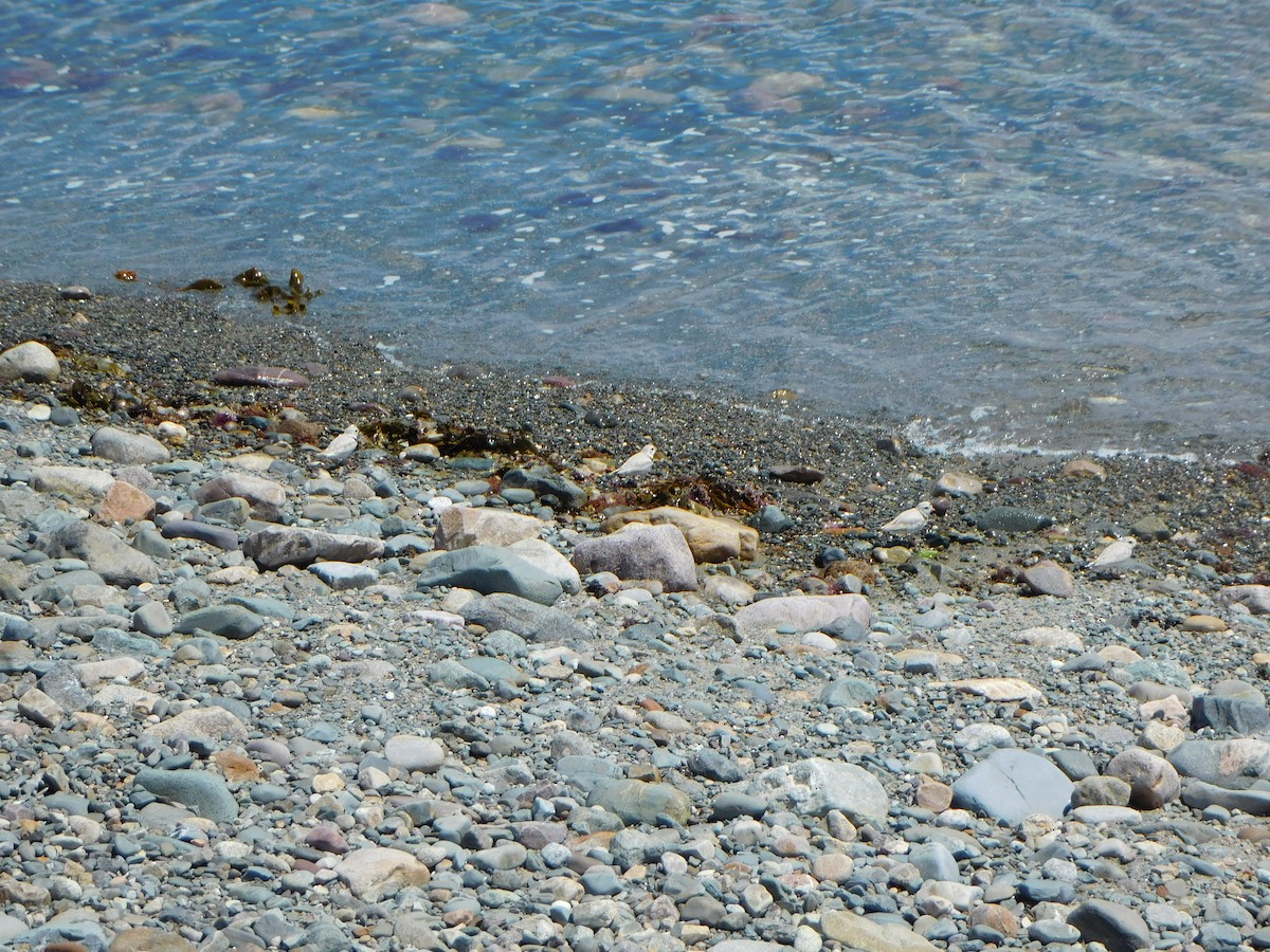 Piping Plover - ML620271445