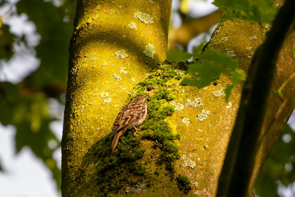 Grimpereau des jardins - ML620271450