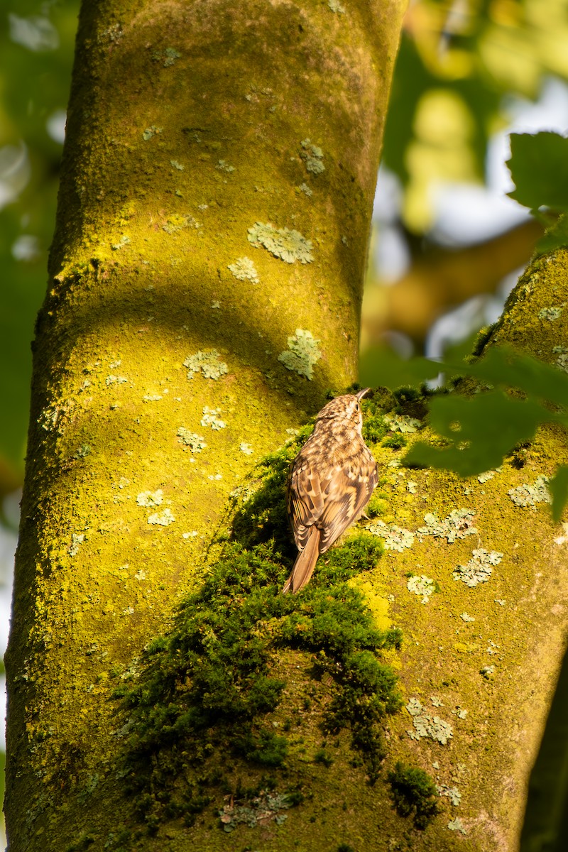 Short-toed Treecreeper - ML620271451