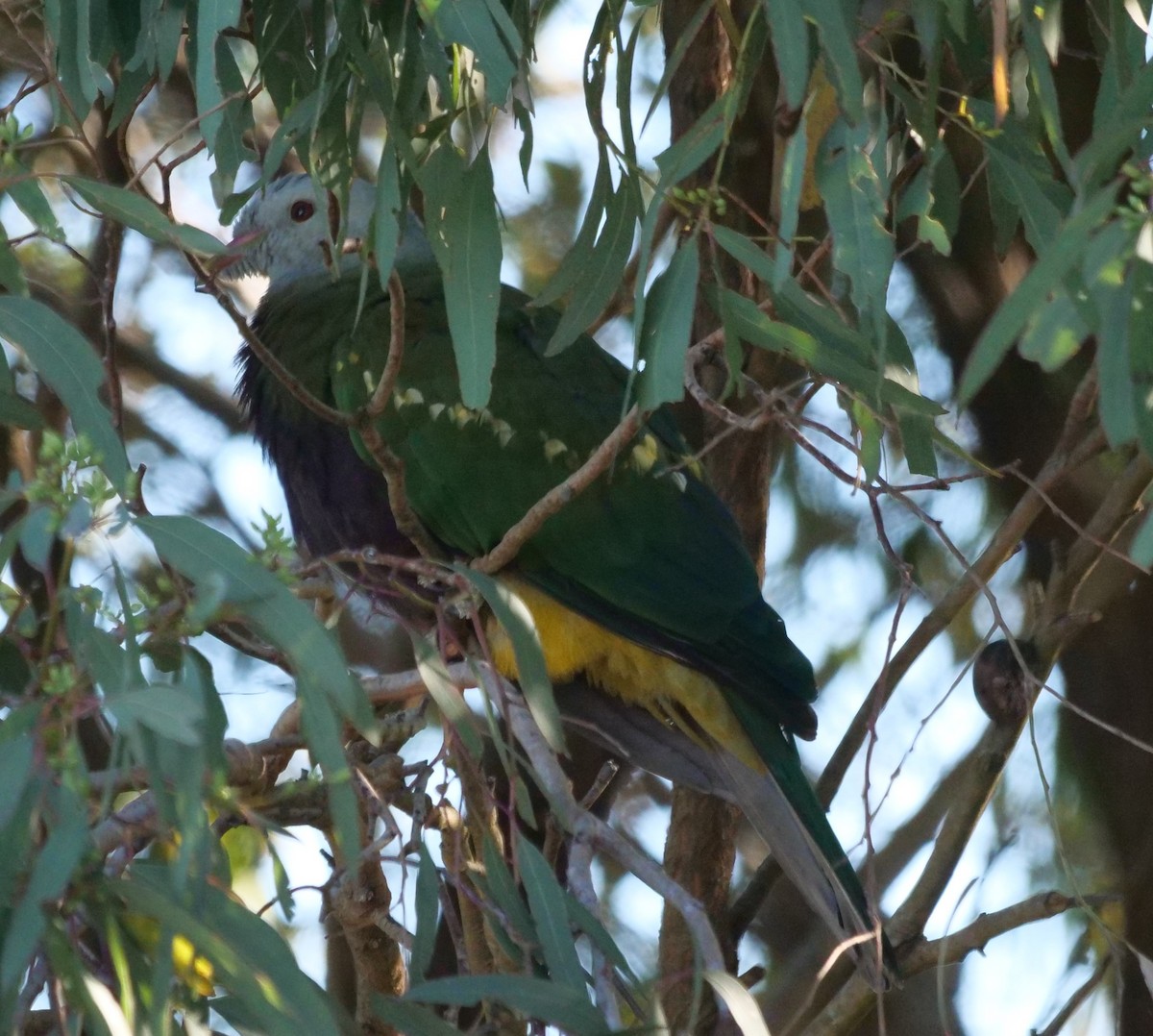 Wompoo Fruit-Dove - ML620271452