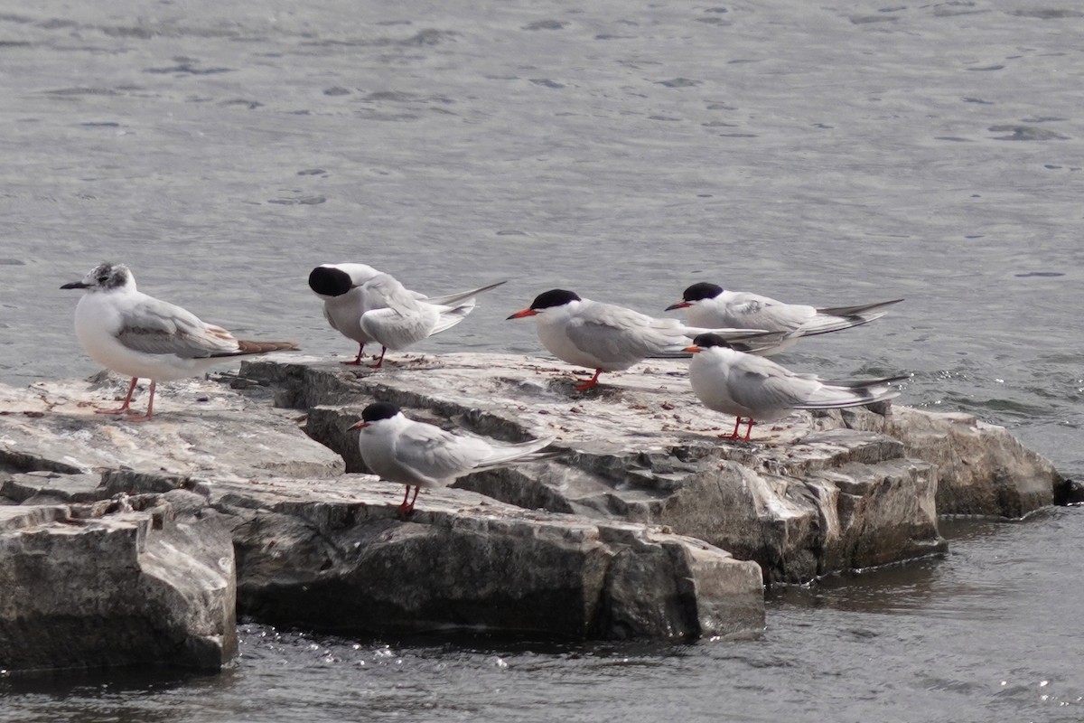 Common Tern - ML620271454