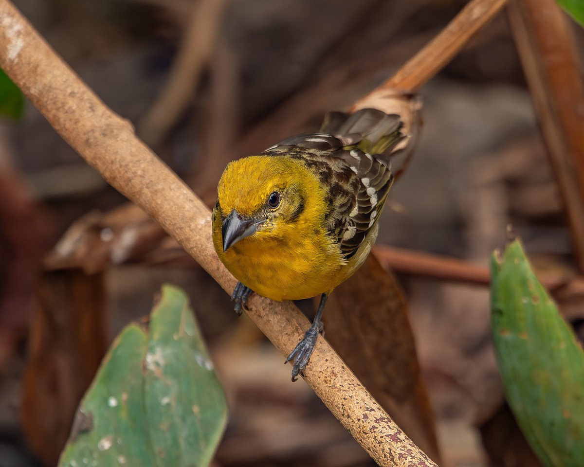 Flame-colored Tanager - ML620271455