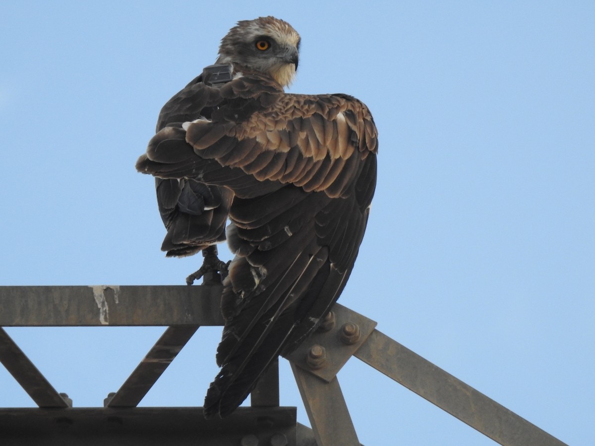 Short-toed Snake-Eagle - ML620271459