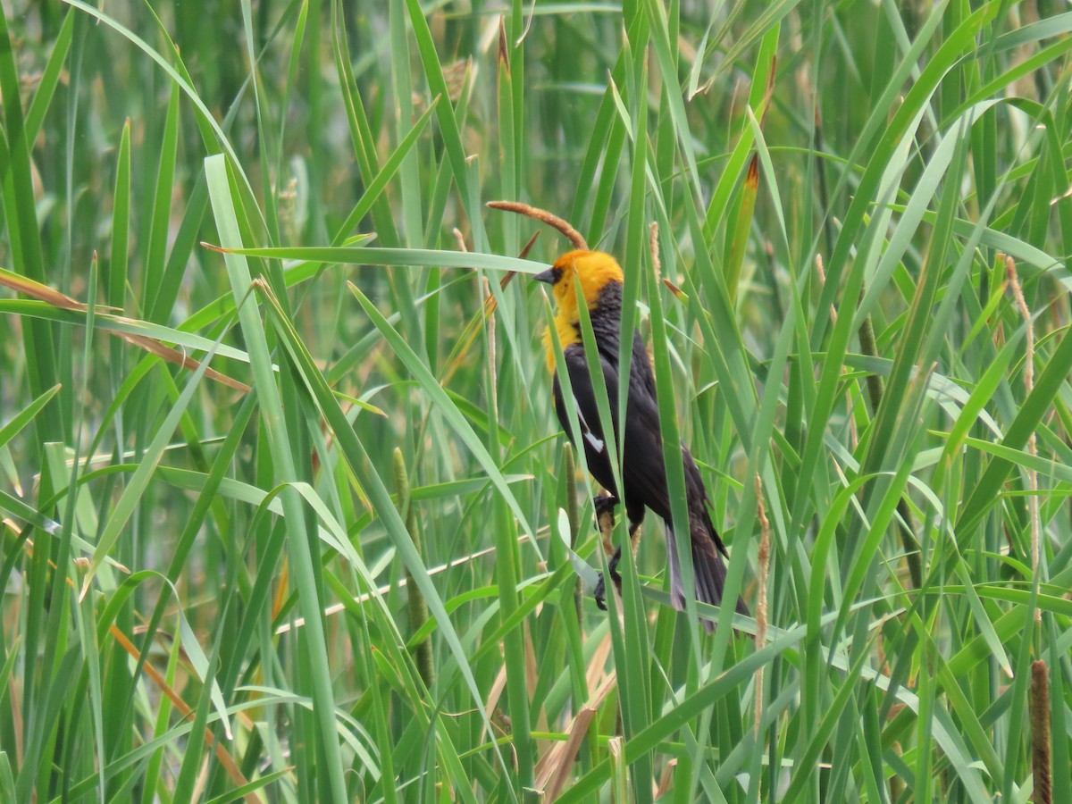 Yellow-headed Blackbird - ML620271462