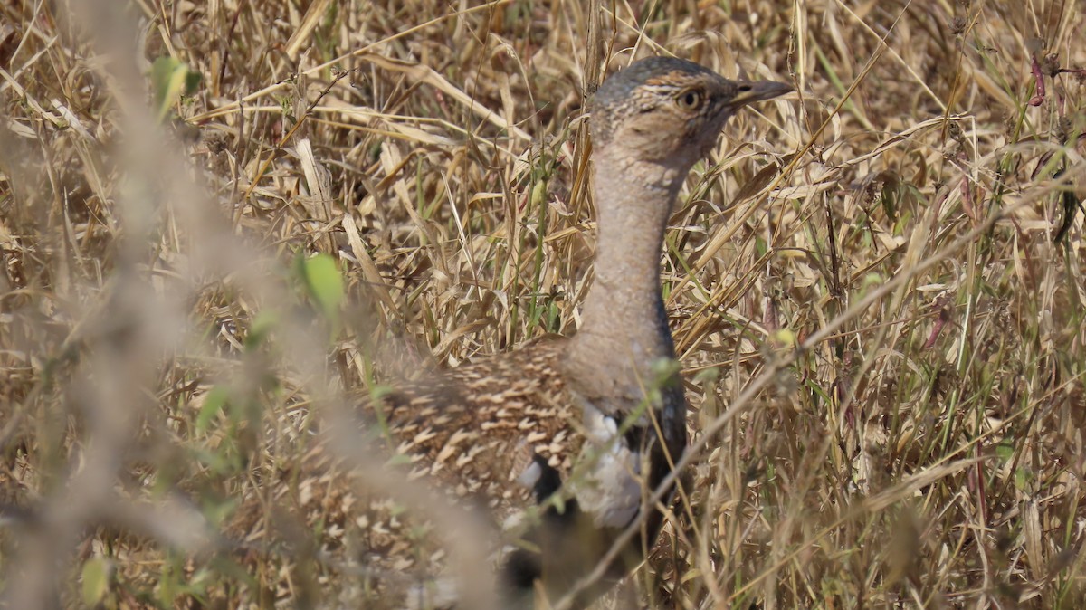 Red-crested Bustard - ML620271465