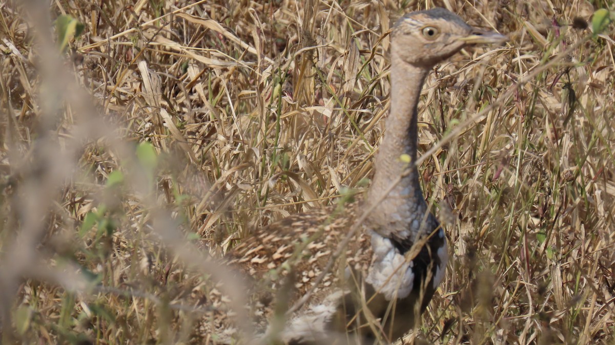Red-crested Bustard - ML620271466
