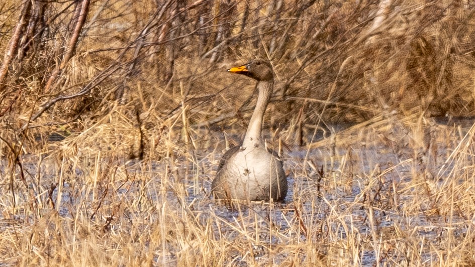 Taiga Bean-Goose - ML620271468