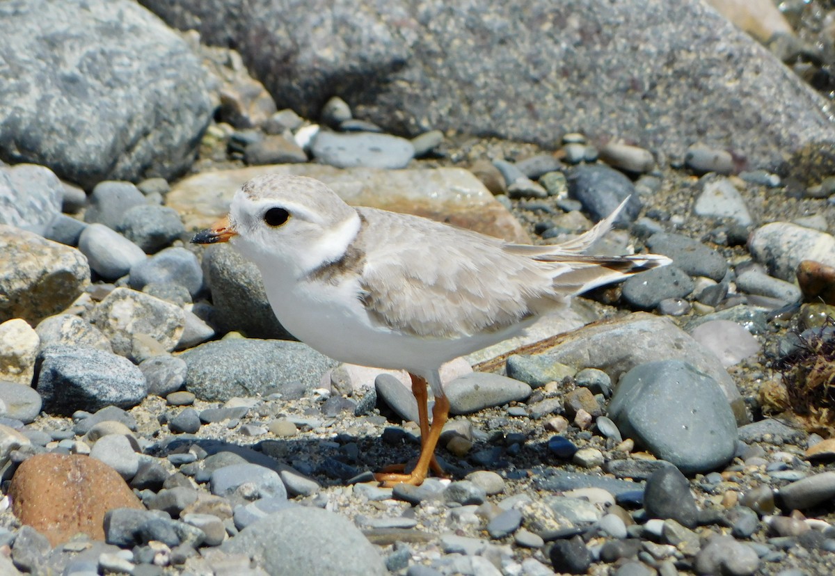 Piping Plover - Tim E.