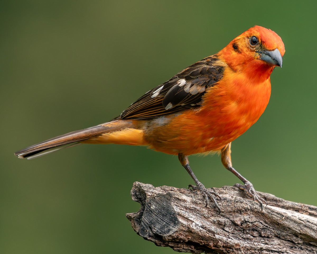 Flame-colored Tanager - ML620271475