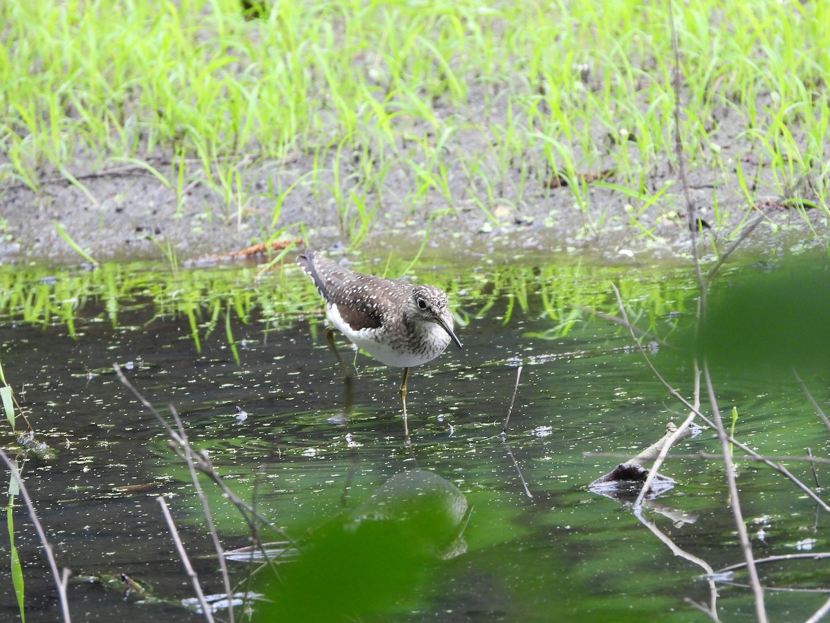 Solitary Sandpiper - ML620271479