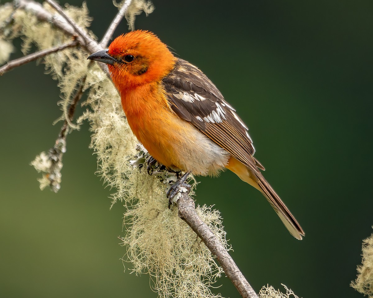 Flame-colored Tanager - ML620271480