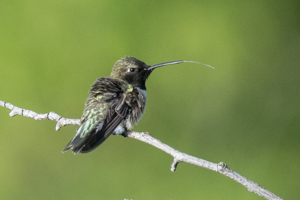 Black-chinned Hummingbird - ML620271485