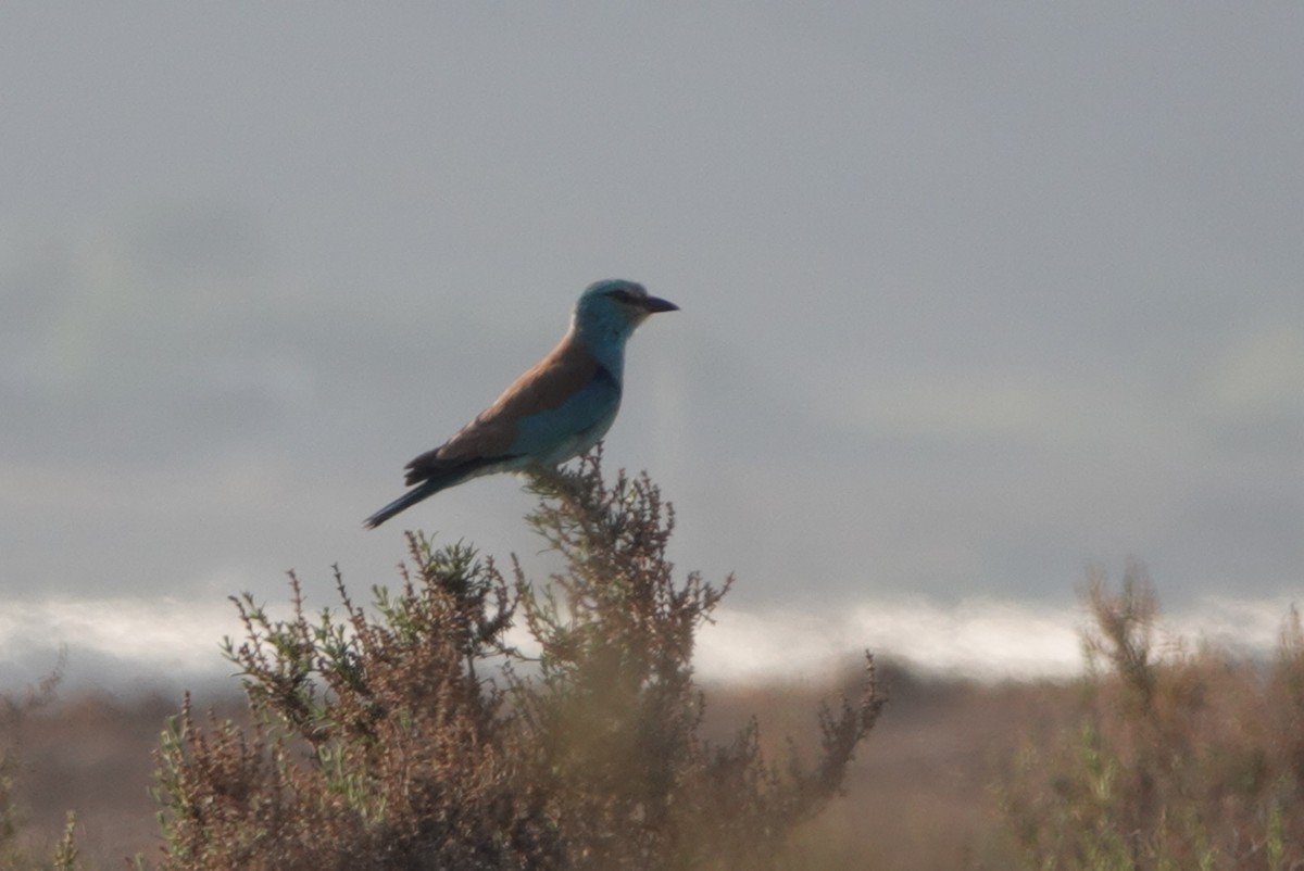 European Roller - ML620271494