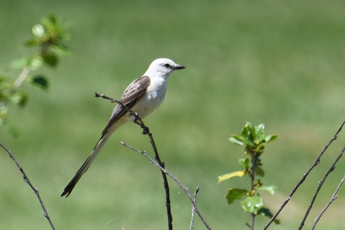 Scissor-tailed Flycatcher - Brookie/Jean Potter