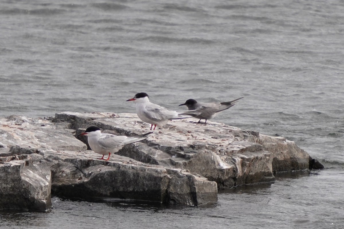 Black Tern - ML620271503