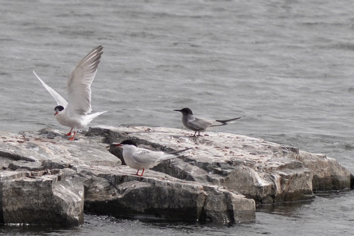 Black Tern - ML620271504