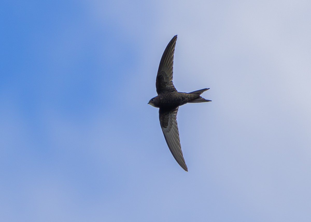 Common Swift - ML620271506