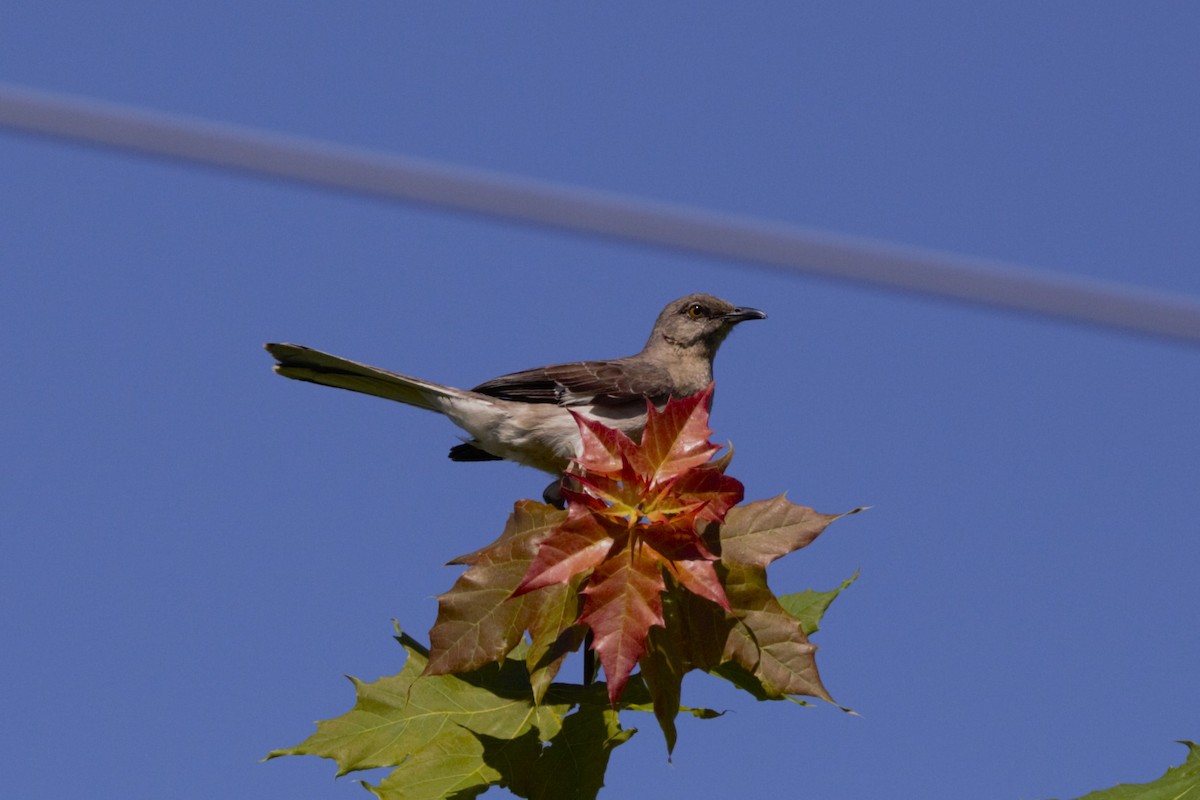 Northern Mockingbird - ML620271508