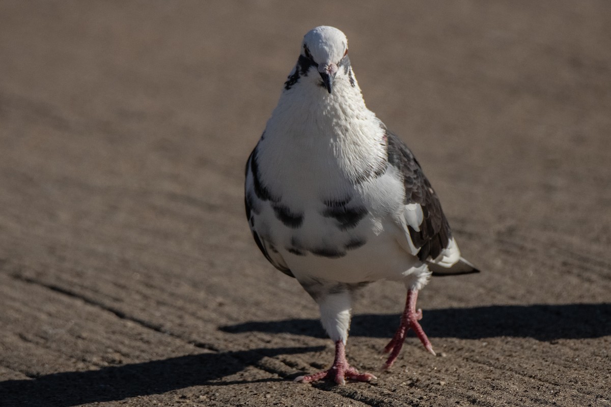 Rock Pigeon (Feral Pigeon) - ML620271509