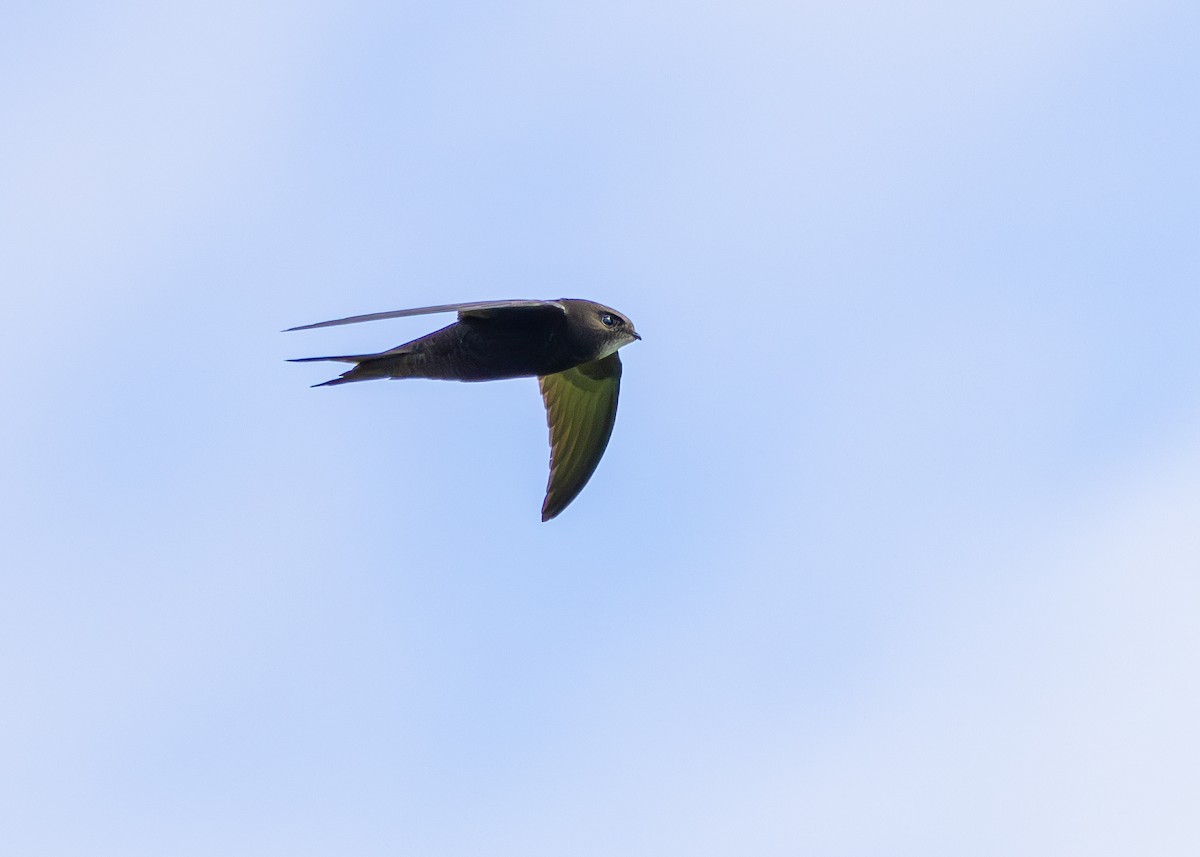 Common Swift - ML620271510