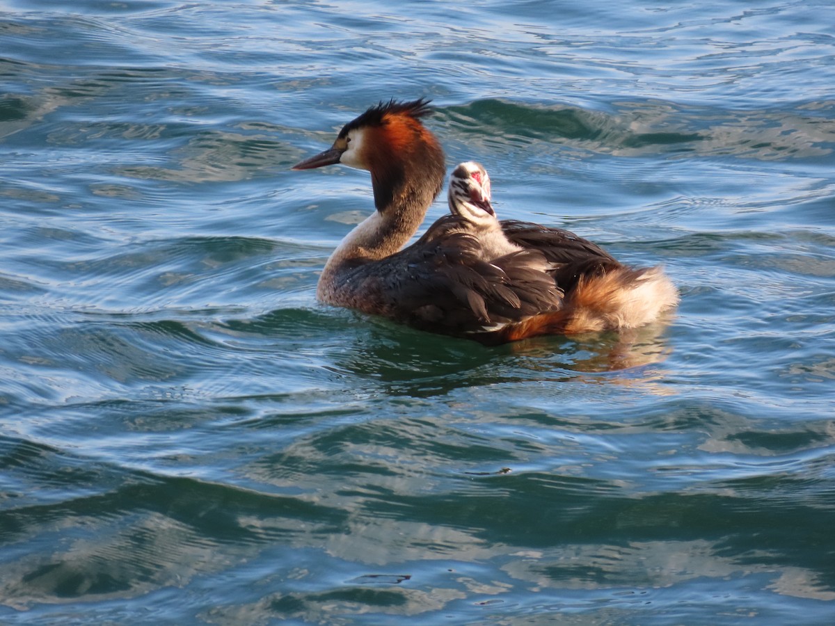 Great Crested Grebe - ML620271520