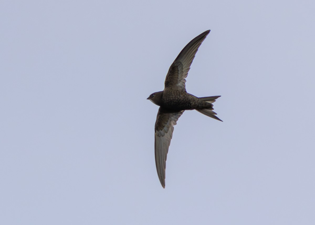 Common Swift - ML620271523