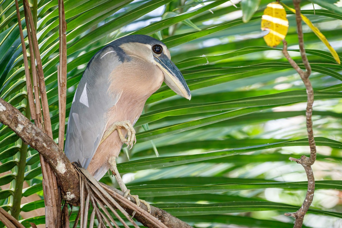 Boat-billed Heron - ML620271528