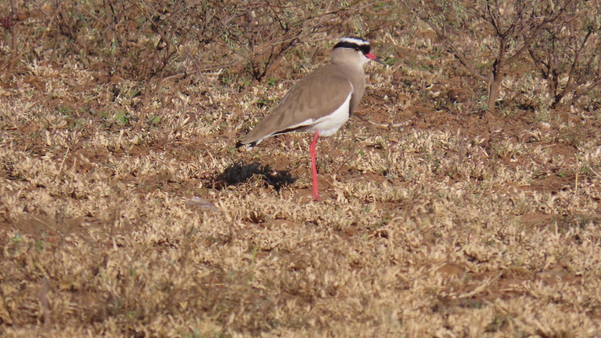 Crowned Lapwing - ML620271529