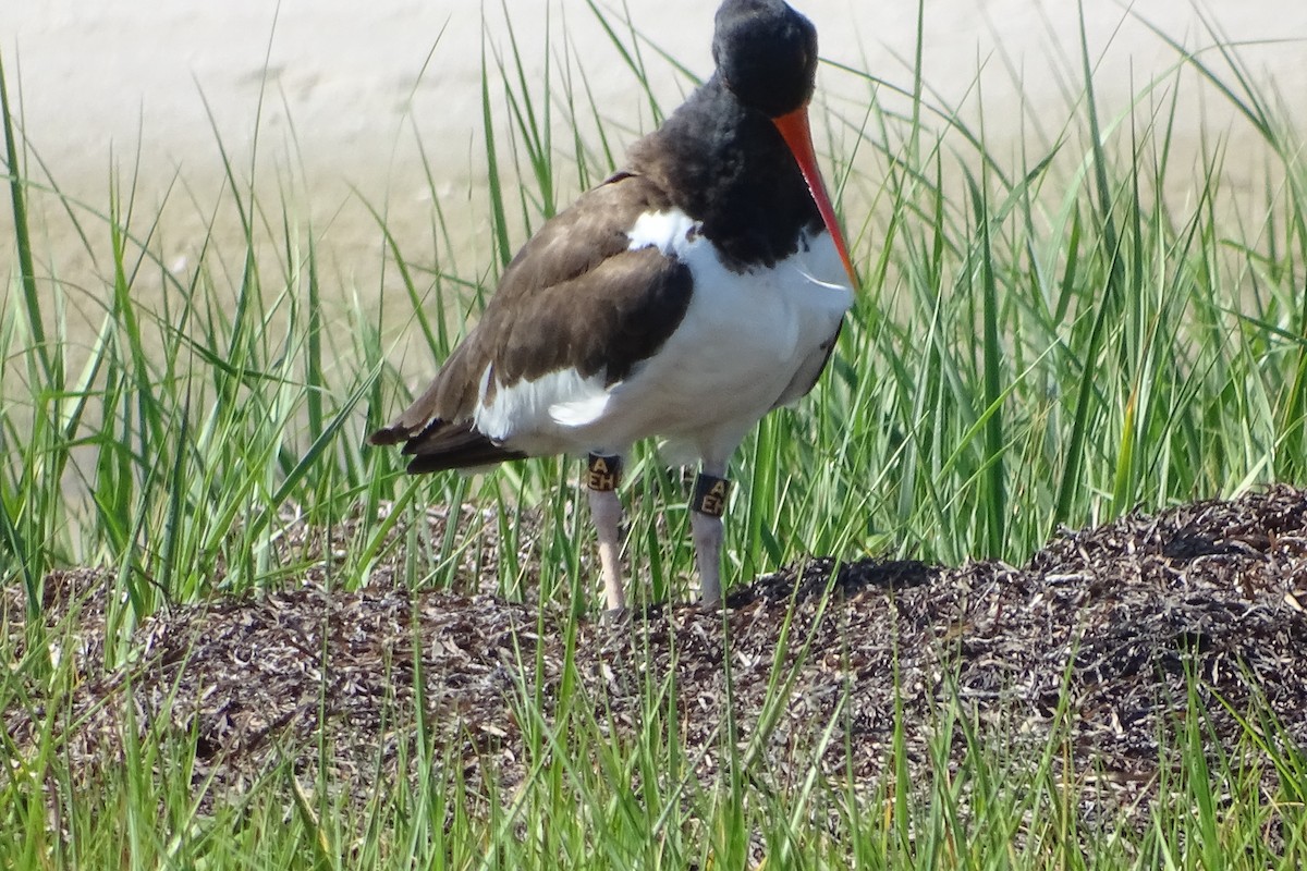 American Oystercatcher - ML620271531