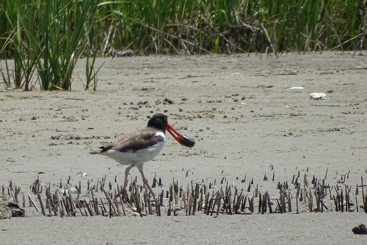 American Oystercatcher - ML620271532