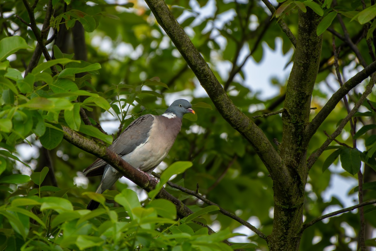 Common Wood-Pigeon - ML620271537