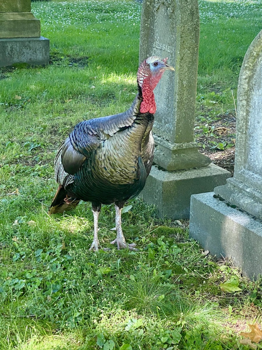 Wild Turkey - ML620271541