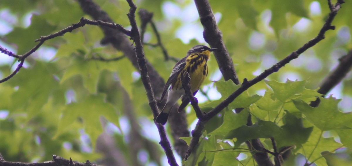 Magnolia Warbler - ML620271545