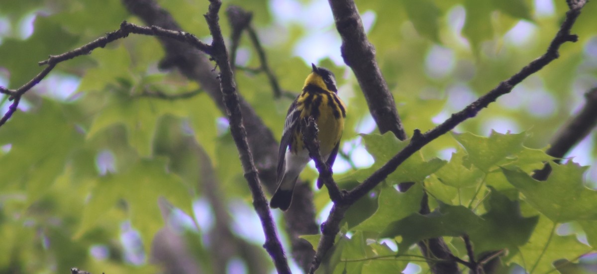 Magnolia Warbler - ML620271549