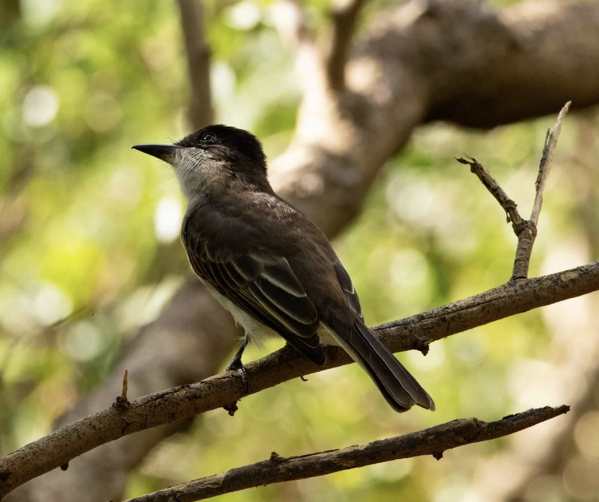 Loggerhead Kingbird - ML620271551