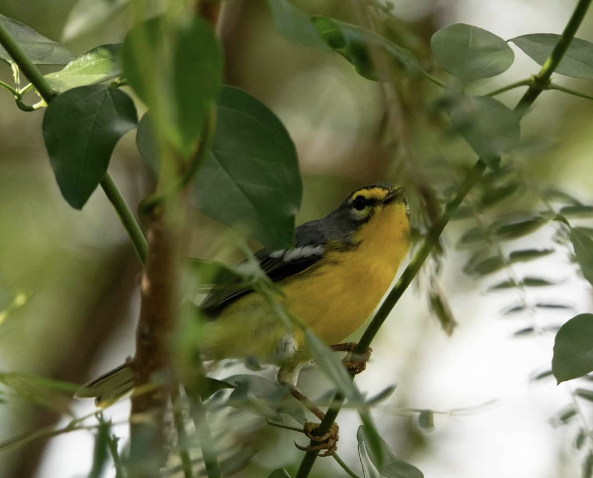 Adelaide's Warbler - ML620271552