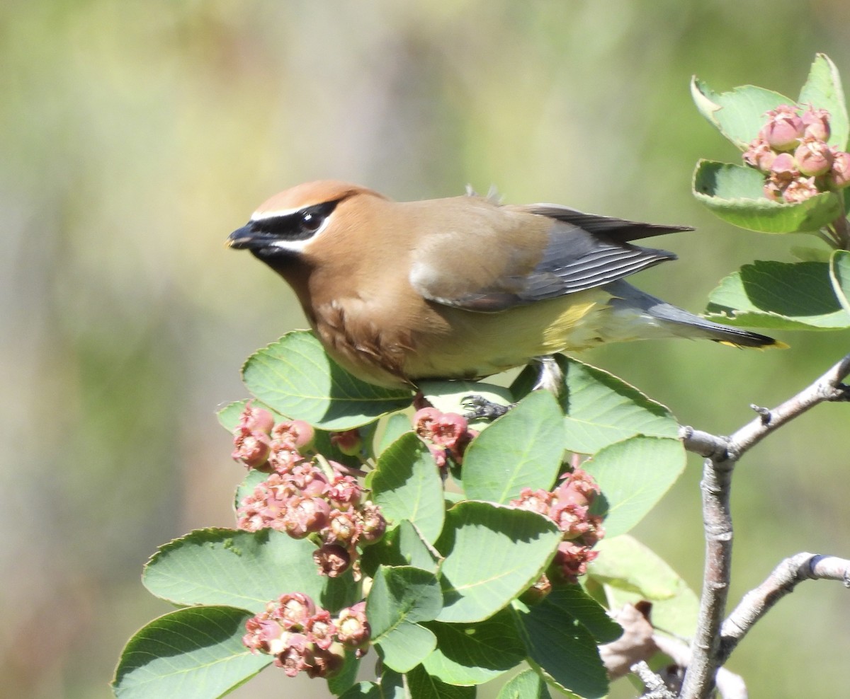 Cedar Waxwing - ML620271557