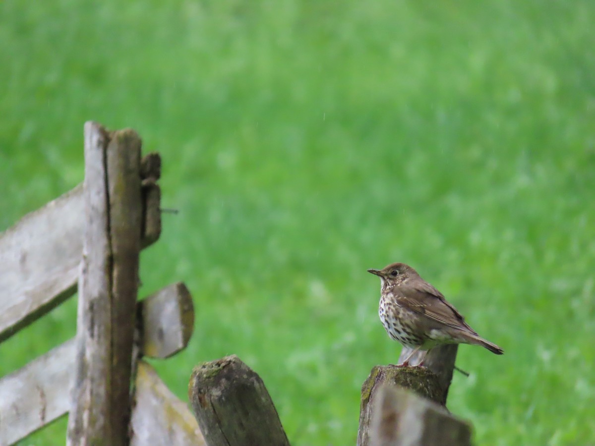 Song Thrush - ML620271561