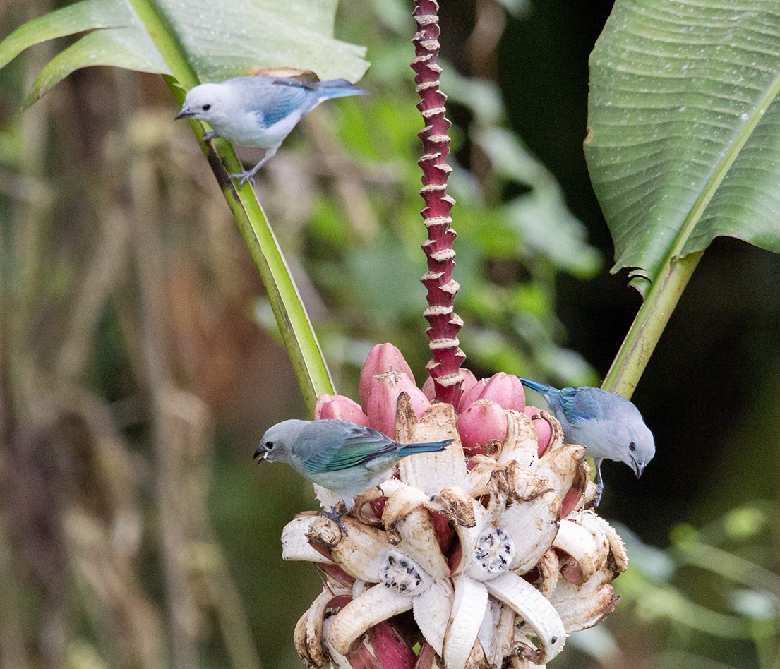 Blue-gray Tanager - ML620271564