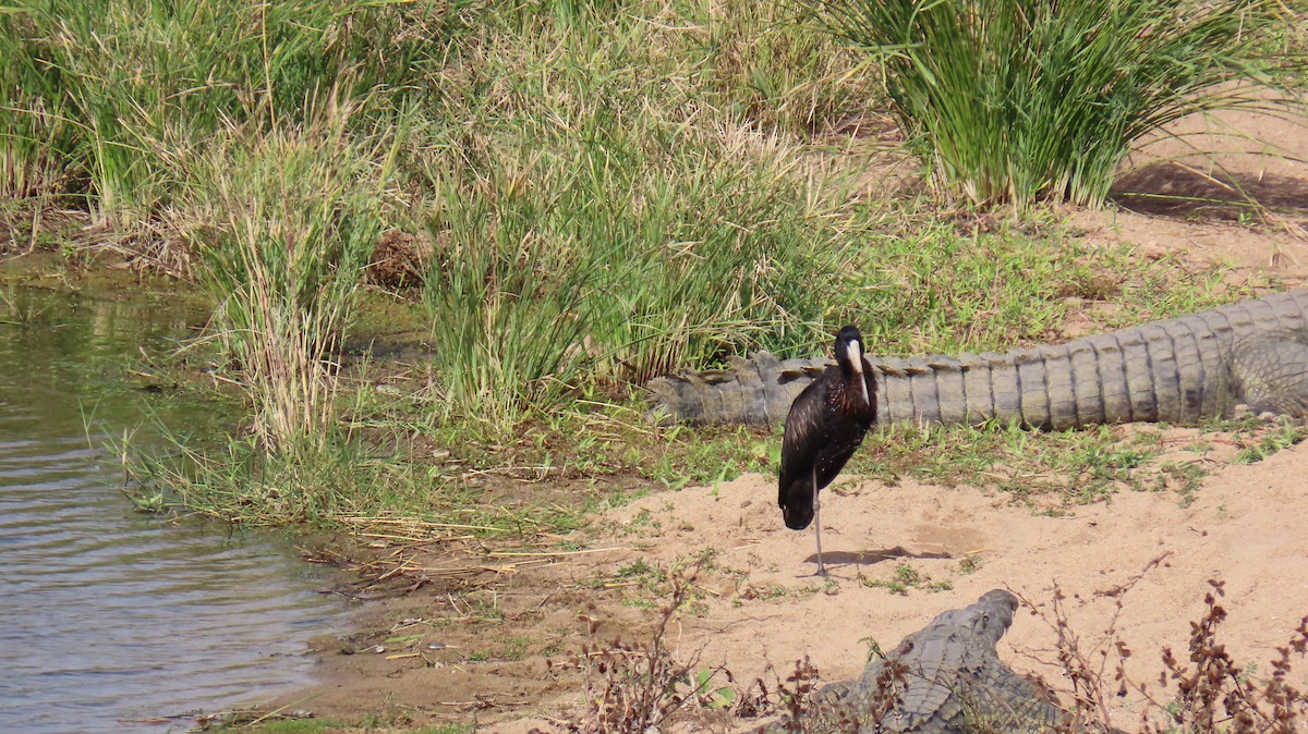 African Openbill - ML620271579