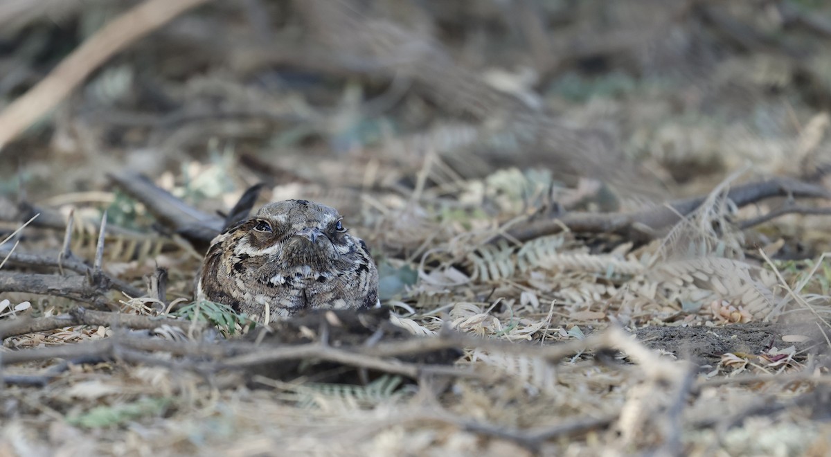 Long-tailed Nightjar - ML620271581