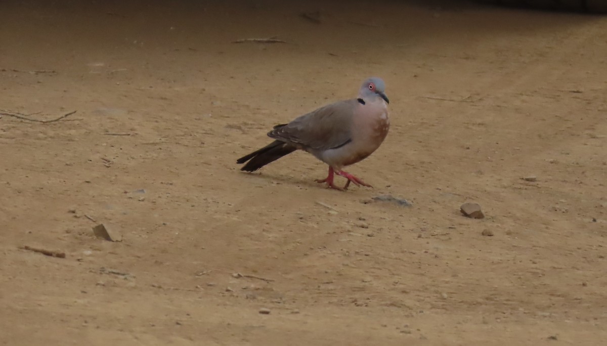 Mourning Collared-Dove - ML620271584