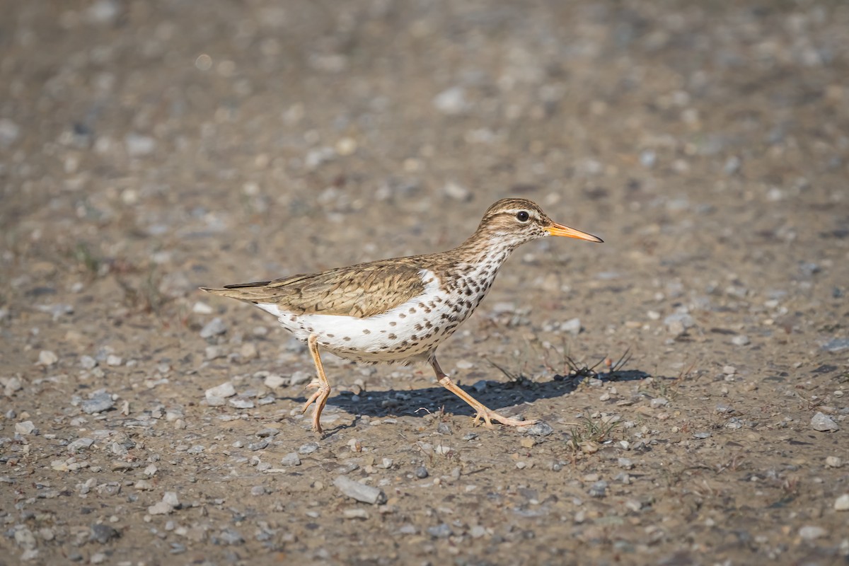 Spotted Sandpiper - ML620271585