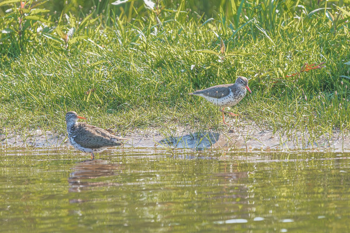 Spotted Sandpiper - ML620271586