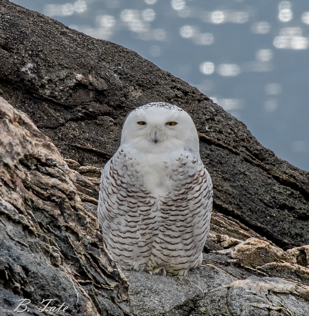 Snowy Owl - ML620271587